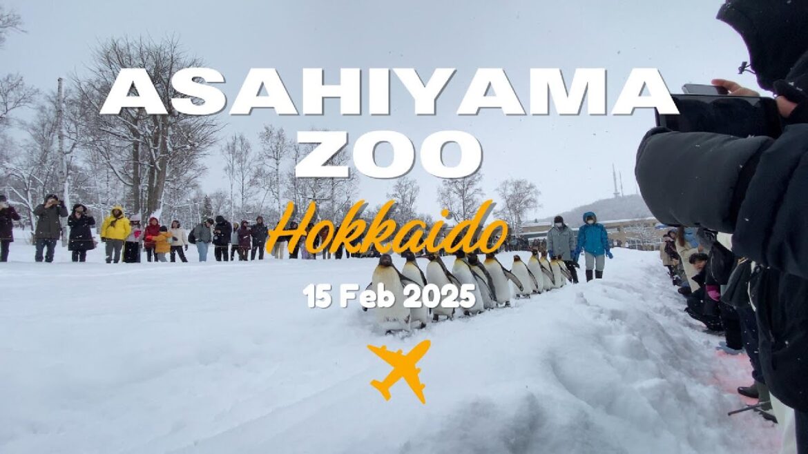 Petualangan Musim Dingin Di Kebun Binatang Asahiyama Yang Menarik