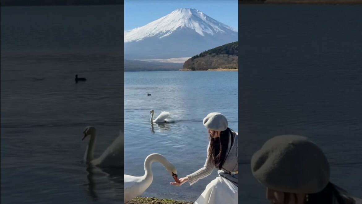 🇯🇵 Fairytale-like scenery of Swan Lake and Mt. Fuji view. Lake Yamanaka 📍Shooting location #Japan 🇯🇵 Fairytale-like scenery of Swan Lake and Mt. Fuji view. Lake Yamanaka 📍Shooting location #Japan