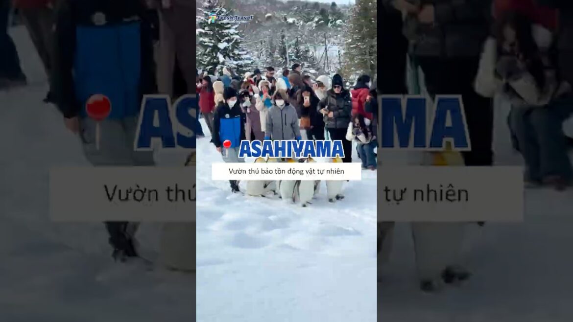 🇯🇵 Vườn thú Asahiyama #freshtravel #dulich #asahiyamazoo #dongvat 🇯🇵 Vườn thú Asahiyama #freshtravel #dulich #asahiyamazoo #dongvat