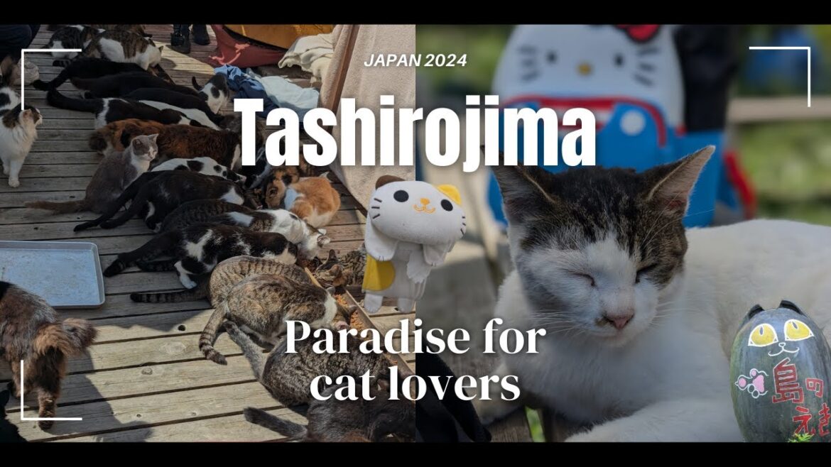 A Cat Lover’s Dream: A Pawsome Journey to Tashirojima! 😻🏝️ | Japan Travel Vlog A Cat Lover’s Dream: A Pawsome Journey to Tashirojima! 😻🏝️ | Japan Travel Vlog