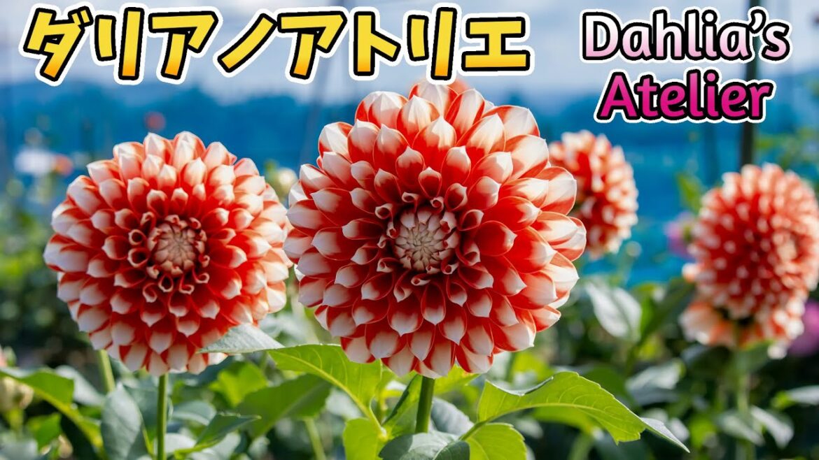 Dahlia’s Atelier｜ダリアノアトリエ｜秋田県湯沢市｜Yuzawa City,Akita｜ダリア園｜Japantrip