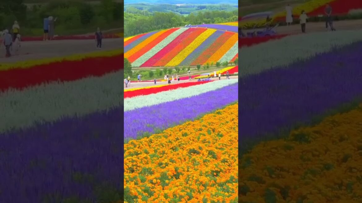 El impresionante campo de flores en Shikisai no Oka, Hokkaido, Japón El impresionante campo de flores en Shikisai no Oka, Hokkaido, Japón