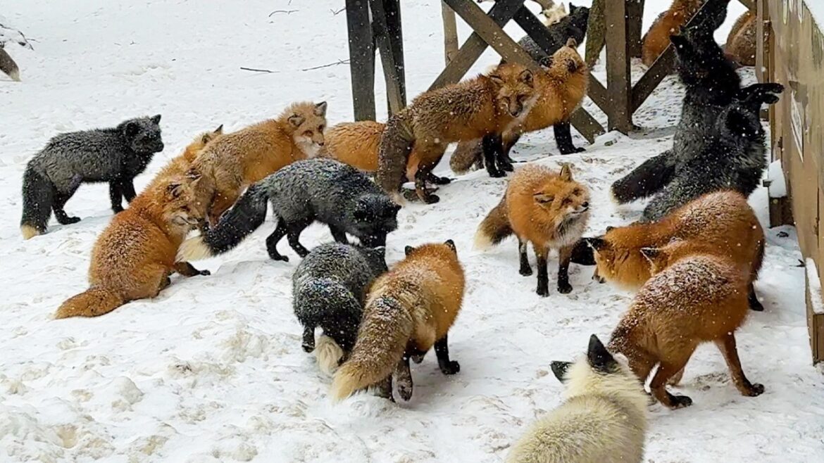 Japan’s Snow Fox Village!! Enter a world inhabited by 100 fluffy foxes🦊 Japan's Snow Fox Village!! Enter a world inhabited by 100 fluffy foxes🦊