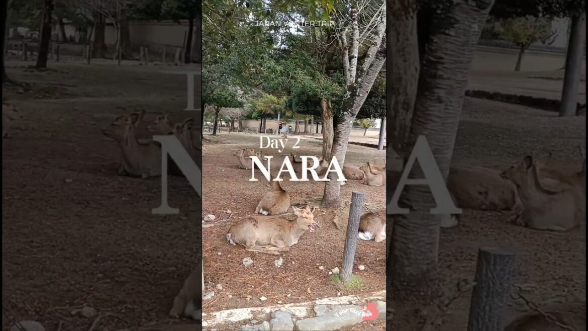 Winter Japan Trip Day 2-Nara😍 #nara #japan #japantravel