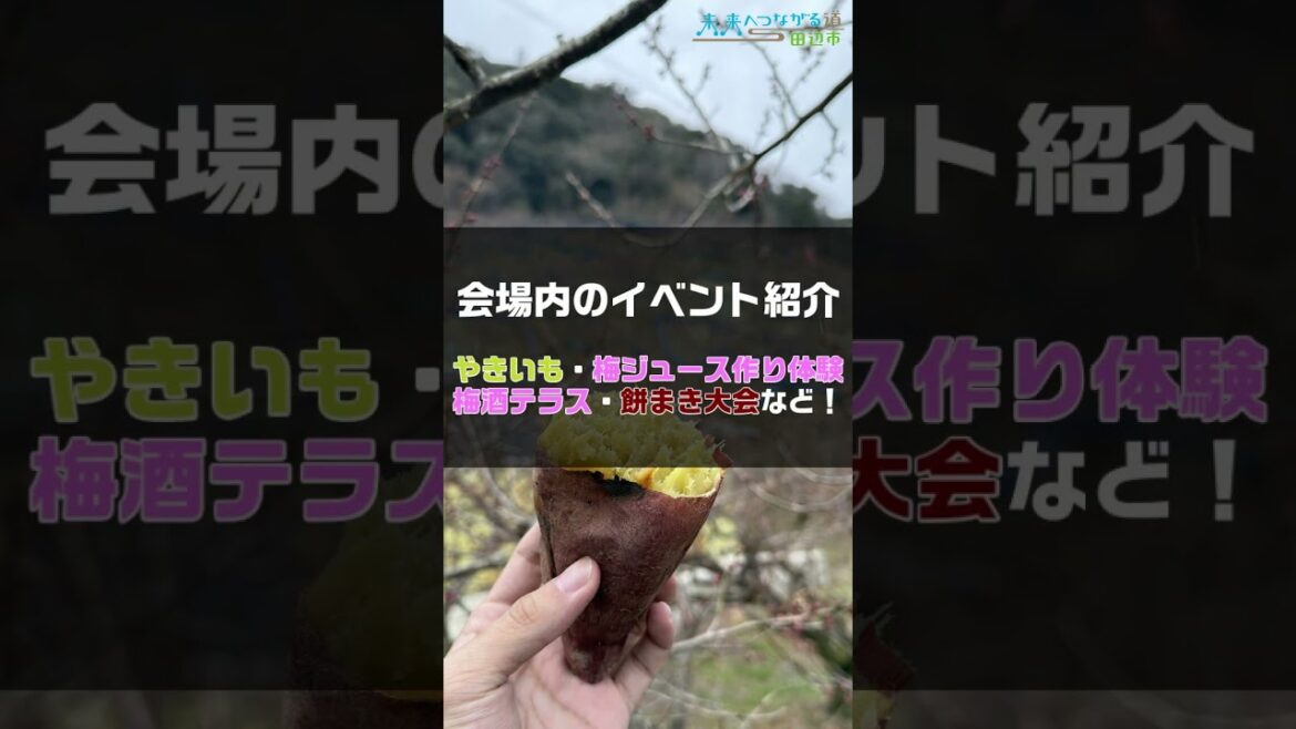 2025紀州石神田辺梅林開催中！＃和歌山＃田辺＃観光＃絶景＃穴場＃wakayama #tanabe