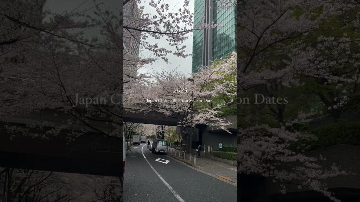 When is Japan’s Cherry Blossom Season in 2025? 🌸 When is Japan's Cherry Blossom Season in 2025? 🌸