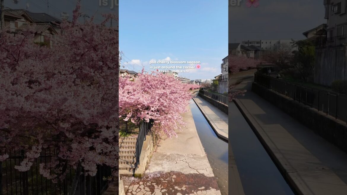 cherry blossom season is here! 🌸