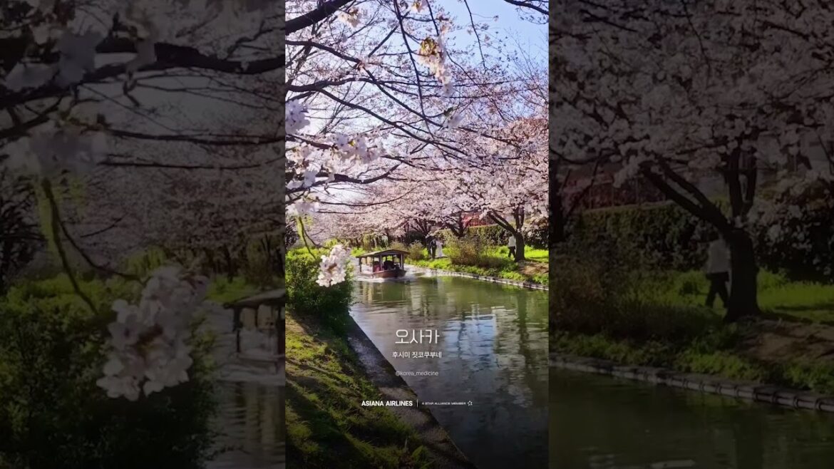 아시아나항공이 추천하는 일본 벚꽃 명소 4 🌸 아시아나항공이 추천하는 일본 벚꽃 명소 4 🌸