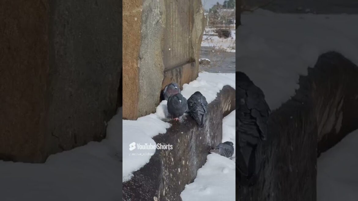 Arashiyama 8 Feb 2025