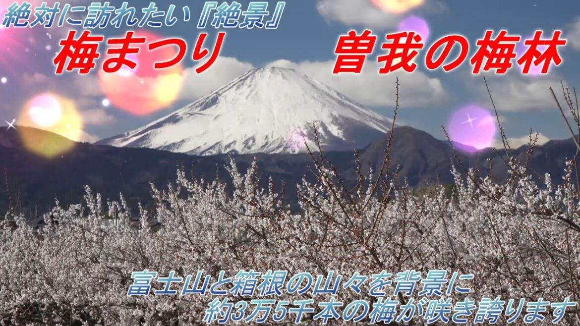 【絶対に訪れたい 『絶景』】梅まつり　小田原　曽我の梅林 ( Soga Plum Grove,Mt. Fuji and the Hakonemountains in the background )