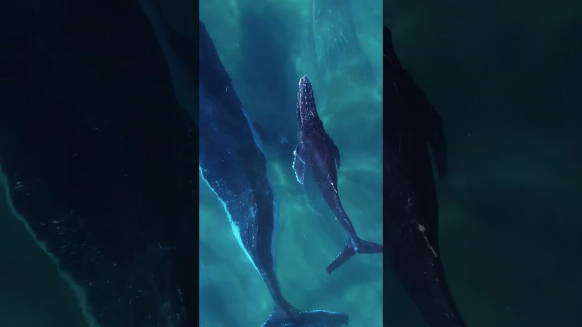 Whale Watching in Okinawa: Witness the Giants of the Ocean!