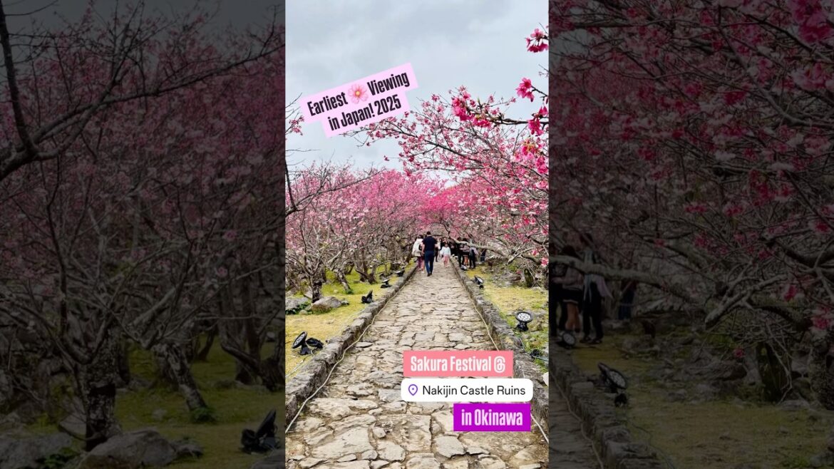 The Earliest Sakura🌸Viewing in Japan! @NakijinCastle Sakura Festival✨　#okinawajapan  #vlogjapan