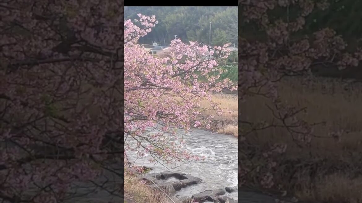 Kawazu Sakura Blooming now #travel #shorts Kawazu Sakura Blooming now #travel #shorts