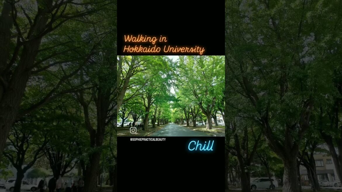 Walking in Hokkaido University#hokkaidotravel