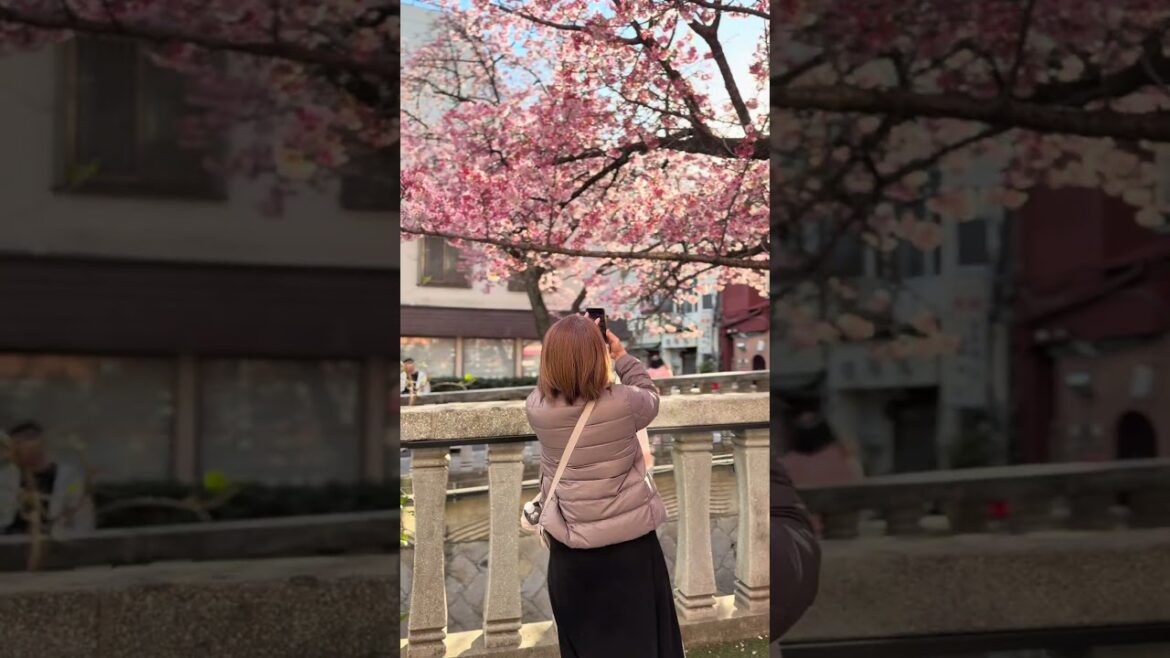Atami Zakura