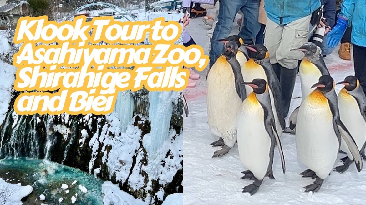 POV Biei: Klook Tour to Asahiyama Zoo, Shirahige Falls, Blue Pond and Biei 🐧❄️| Walking Tour POV Biei: Klook Tour to Asahiyama Zoo, Shirahige Falls, Blue Pond and Biei 🐧❄️| Walking Tour