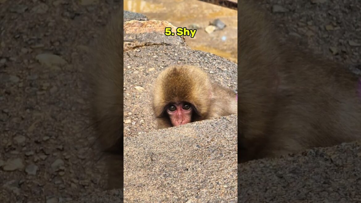 Who is the cutest at Nagano Snow Monkey Park. Jigokudani Yaen Koen #japan #nagano #monkeys
