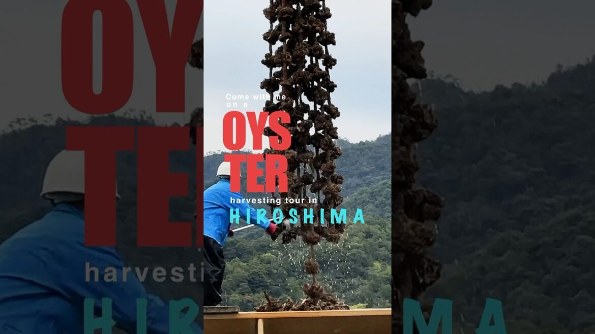 From Sea to Table: Discover Japan’s #1 Hiroshima Oysters｜JNTO