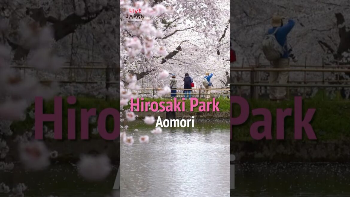 🌸 Beautiful Cherry Blossoms In Hirosaki, Aomori 🌸