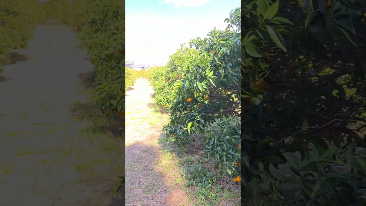 Harsh wind in sizuoka japan... #japan #korea #oranges #travel #japantravel