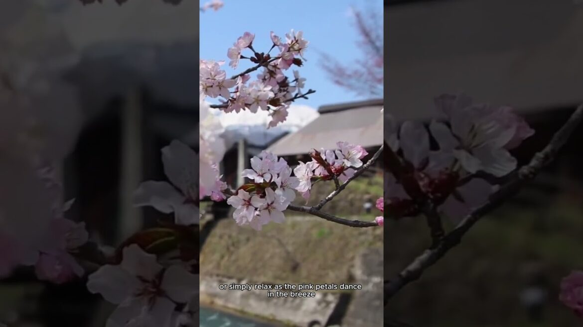 Oide Park Sakura Explain