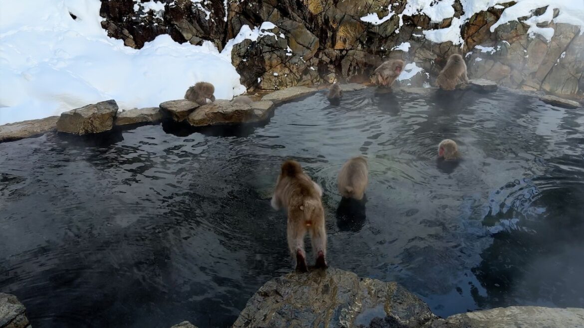 Japanese Snow Monkeys: Soaking in Hot Springs! 🐒❄️ Nagano’s Amazing Winter Wonderland Japanese Snow Monkeys: Soaking in Hot Springs! 🐒❄️ Nagano’s Amazing Winter Wonderland