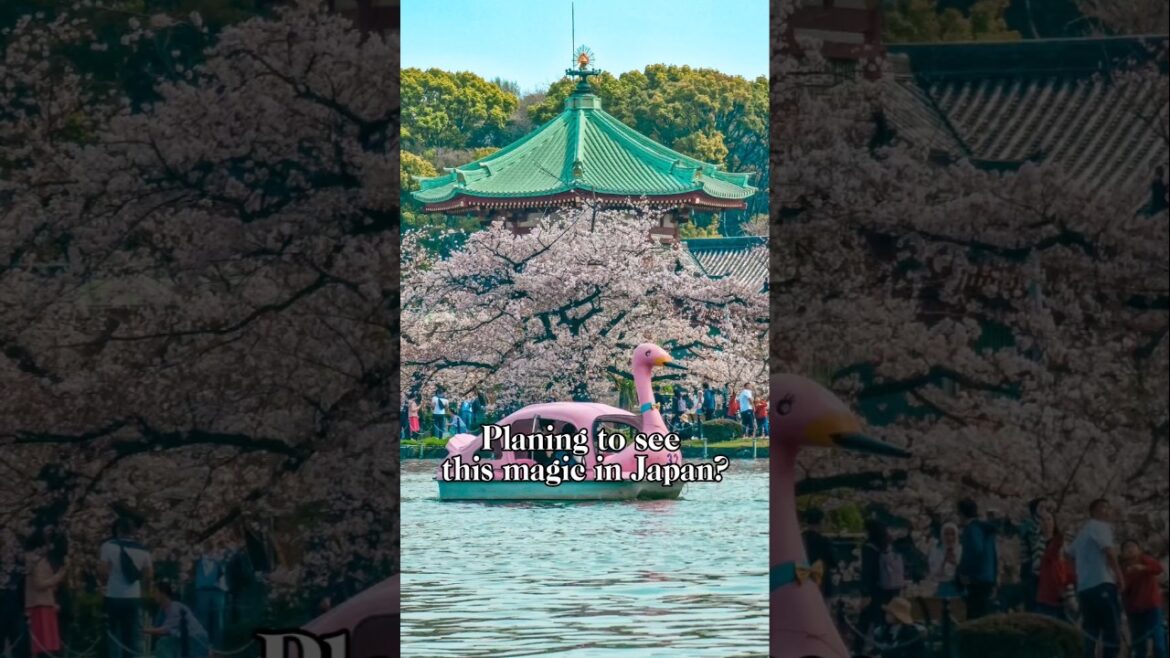 Cherry Blossom Season Forecast 🌸#sakura #ohanami #japan #cherryblossom