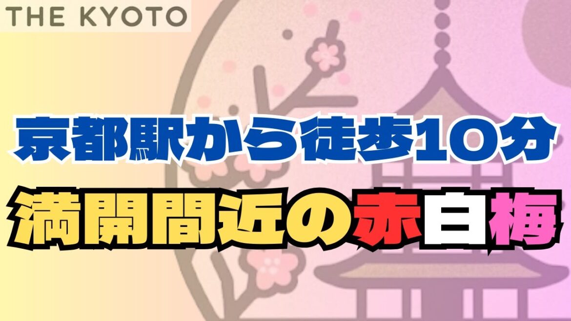 京都梅小路公園の梅に春の訪れ!ファミリーやカップルで楽しむ京都駅近くの春のお出かけスポット! 京都梅小路公園の梅に春の訪れ!ファミリーやカップルで楽しむ京都駅近くの春のお出かけスポット!