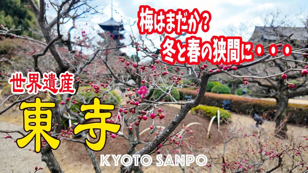 2025/2/21 梅はまだか？ 京都の冬と春の狭間に世界遺産『東寺』をぶらり散策 / 冬の京都 /冬さんぽ/ Kyoto walk [京都4K]