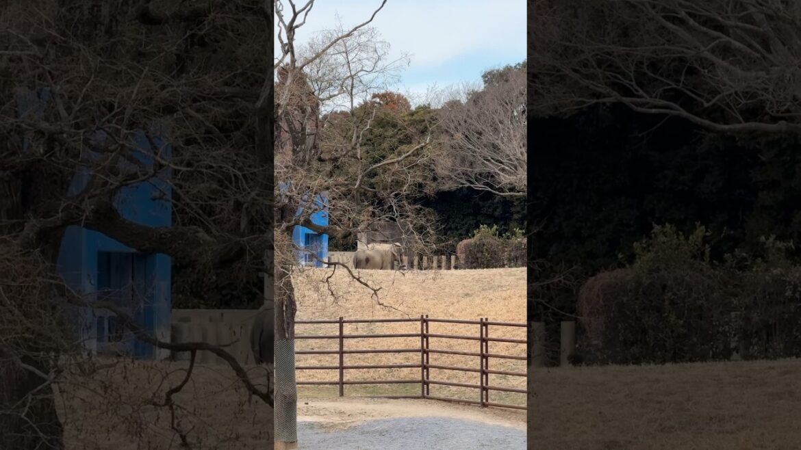 A Deer, an Ostrich, an Elephant and a Zebra in one frame at Chiba Zoological Park. #japan #tokyo