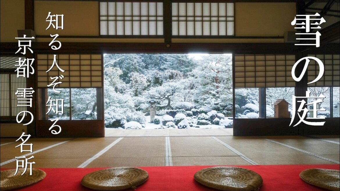 桜咲き 雪が降る 2月の京都｜隠れた雪名所「雪の庭」｜御会所桜｜おひなさま｜