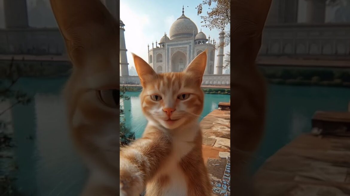 ✈️ Cat Travels the World! You Won’t Believe Where It Goes! 🐱✨ #cat #catlover #travel