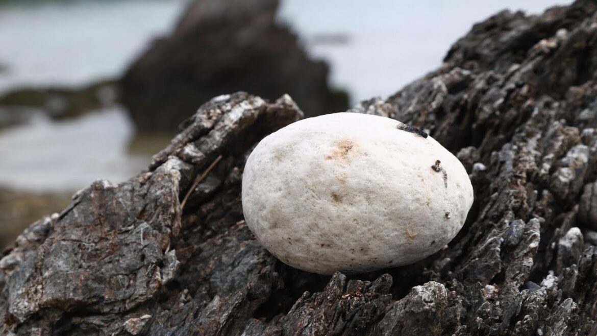 Explore the Southern Paradise A Road Trip through Okinawa, Japan’s Tropical Island Explore the Southern Paradise A Road Trip through Okinawa, Japan's Tropical Island