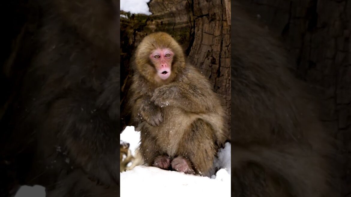 Japanese SNOW MONKEYS Hot Springs in Nagano, Japan