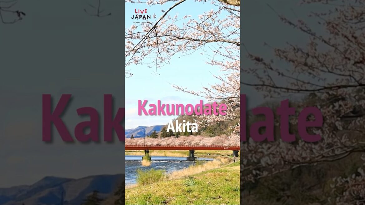 🌸 Beautiful Cherry Blossoms in Kakunodate, Akita 🌸