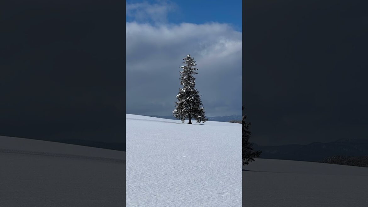 2025年北海道旅行　#札幌　#富良野　#美瑛　#JRタワー