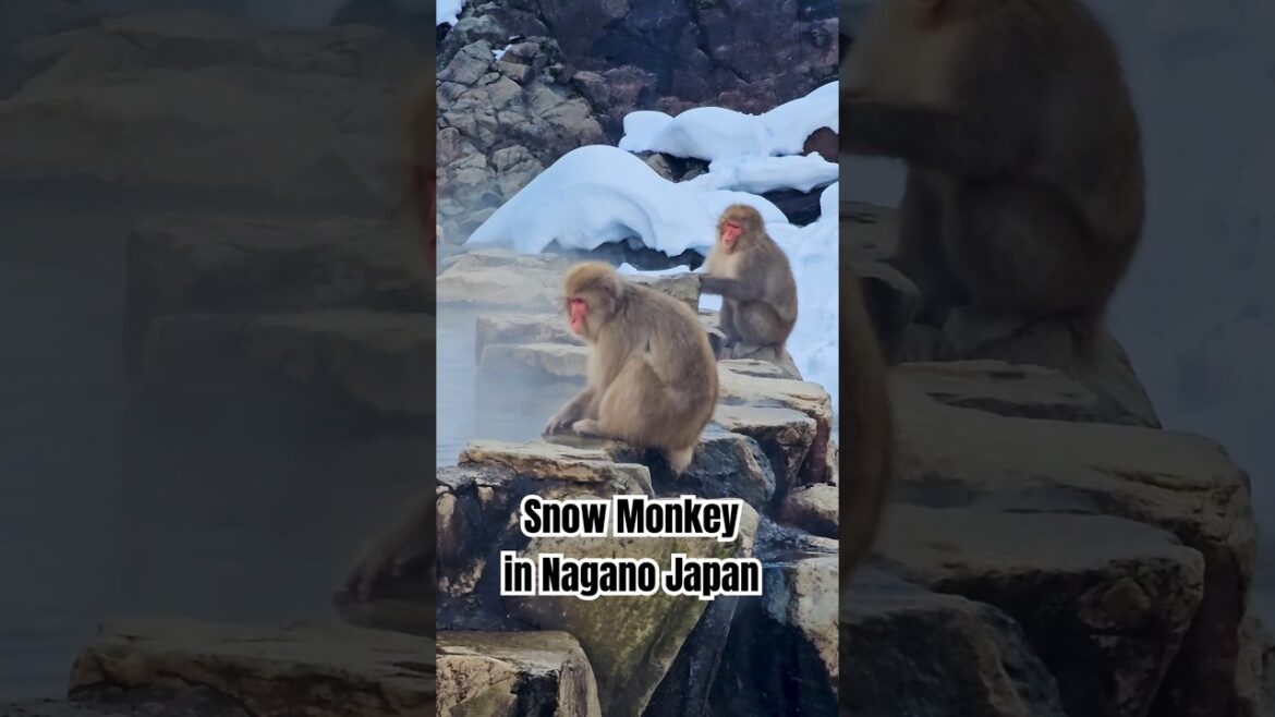 Seeing Snow monkey in Nagano Japan#snowmonkey #snowmonkeypark #jigokudani #naganojapan