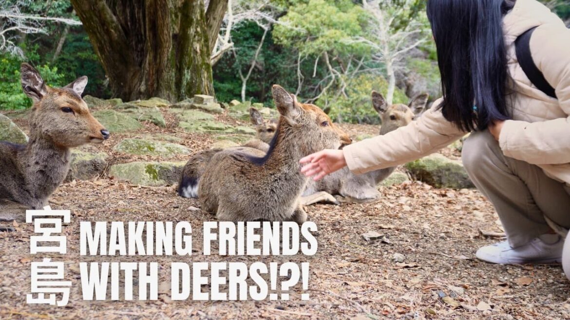 Discover the Sacred Shrines and Friendly Deer of Miyajima | 宮島 Discover the Sacred Shrines and Friendly Deer of Miyajima | 宮島