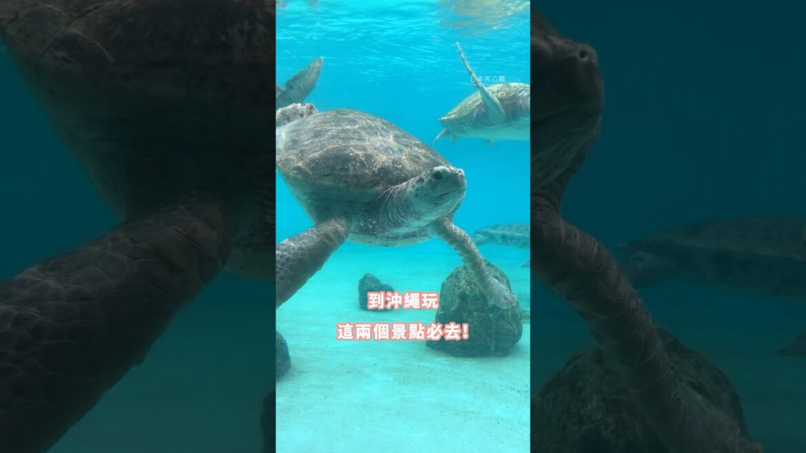 沖繩必去這兩個景點！大人小孩都可以玩的很開心🙌🏻 #okinawa #沖繩 #波上宮 #水族館 #美麗海水族館 #沖繩旅遊 #沖繩景點 #日本旅遊 #日本自由行 #travel失心瘋 #瑤編