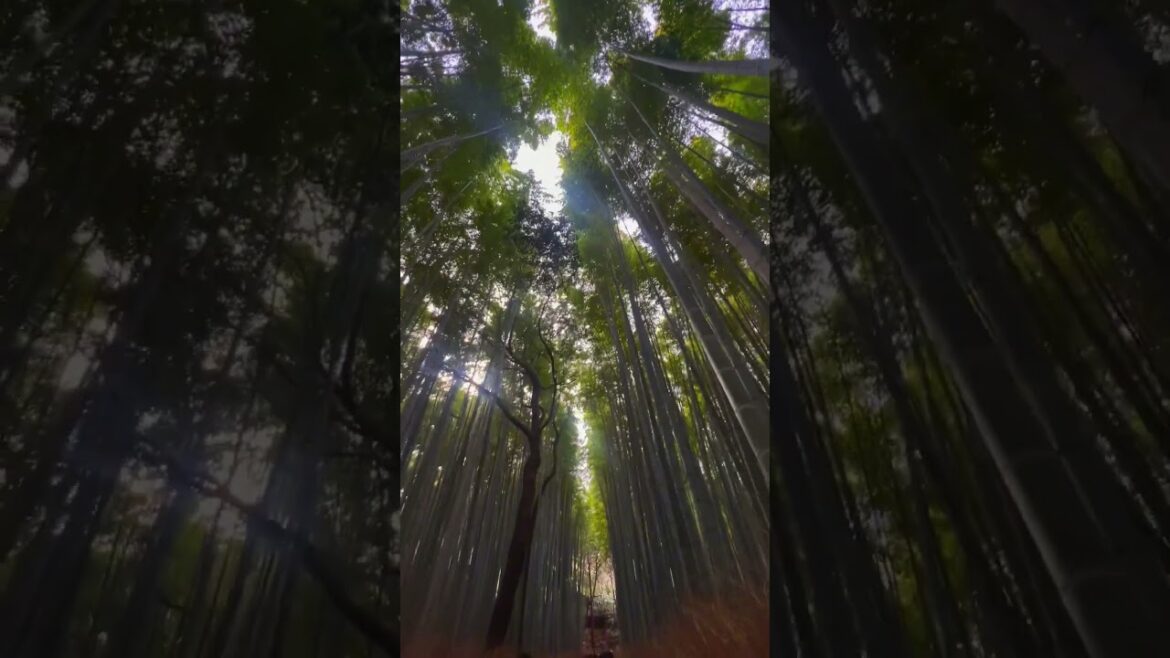Completely beautiful!! #arashiyama #bambooforest #japan #travel #vacation