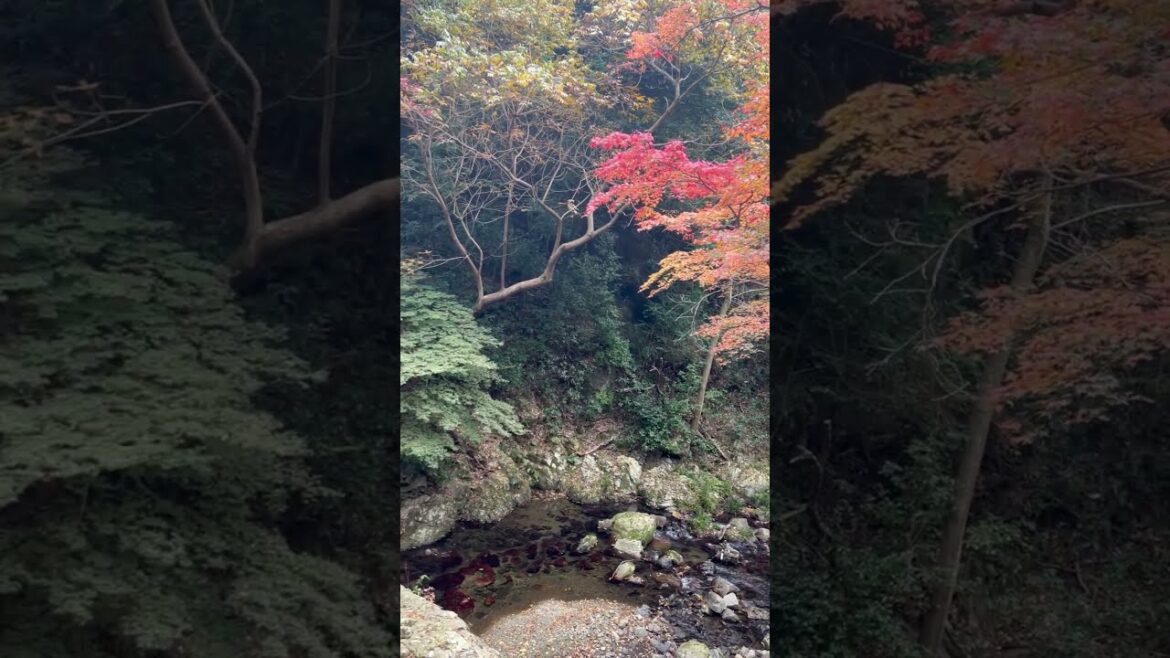 Osaka, Japan ~🍁   #travel #nature #relaxing #japan #shorts #beautiful