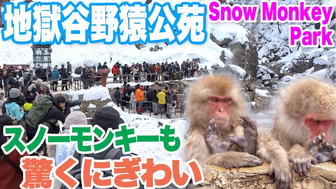 【長野・地獄谷野猿公苑】猿が入る雪景色の露天風呂はお猿さんも驚くにぎわい　子猿がめちゃかわいい　Snow Monkey Park, Nagano, Japan