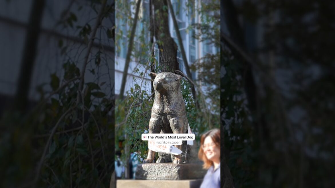 Most Loyal Dog in Japan ❤️