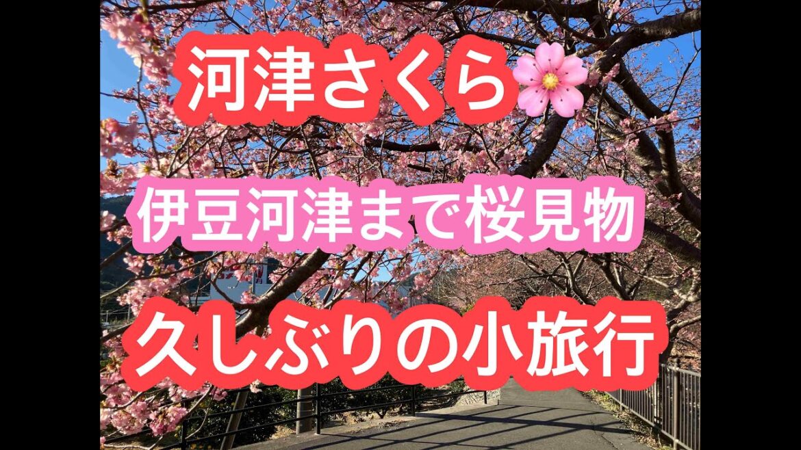 河津桜　満開に