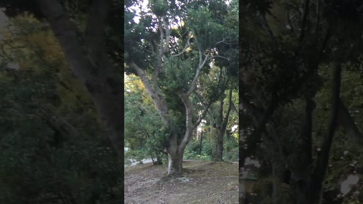 秋のハウステンボス「フォレストヴィラ」の紅葉の森を歩く