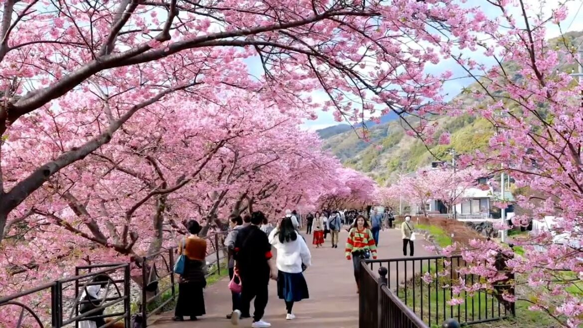 Early cherry blossoms in Shizuoka | Japan Walk