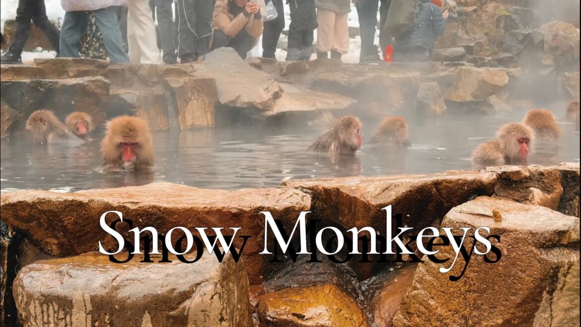 Snow Monkey Park Hot Spring - Nagano Japan 2025