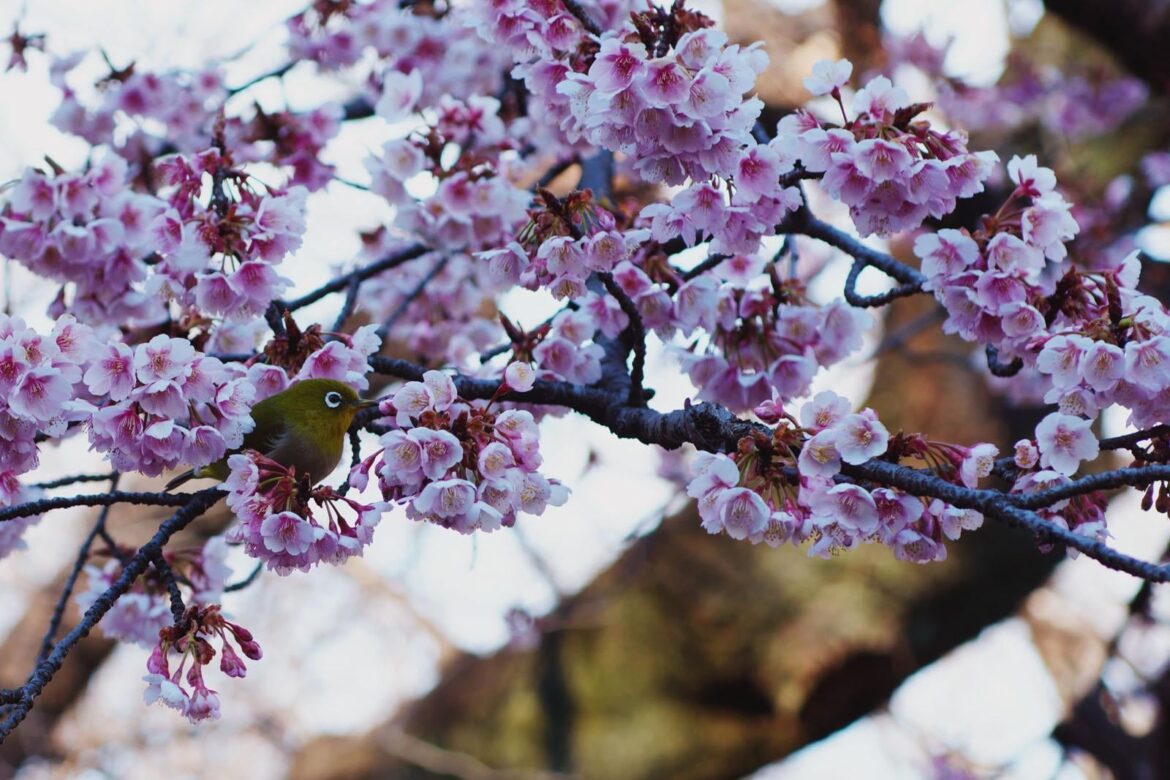 Kanzakura Have Started Blooming in Tokyo