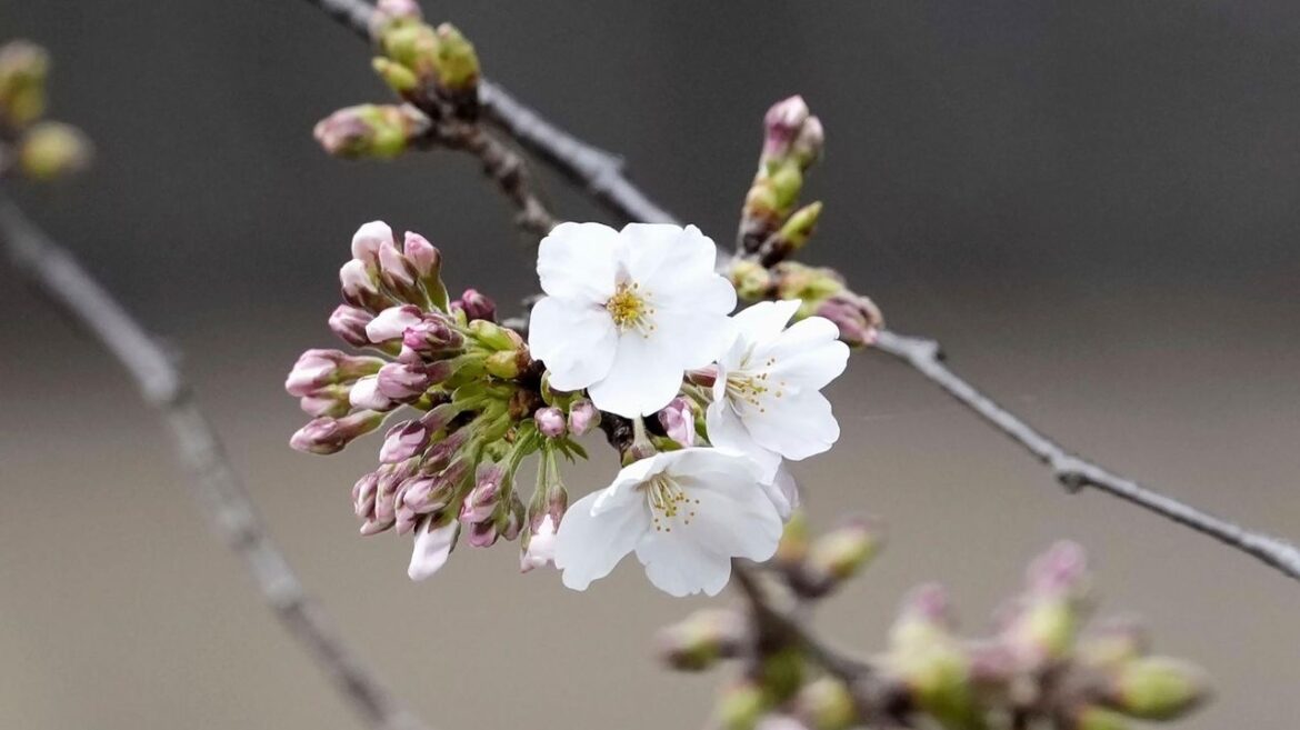 Japan’s weather agency declares flowering of Tokyo’s cherry blossoms as the festive season begins Japan's weather agency declares flowering of Tokyo's cherry blossoms as the festive season begins