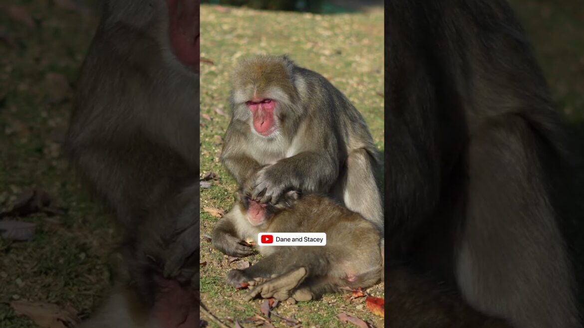 Kyoto or Tokyo? 🤔 (our first impressions, FWIW)